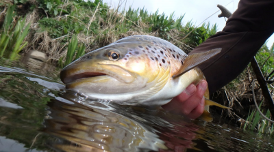 Cracking River Don Brownie from Sandy