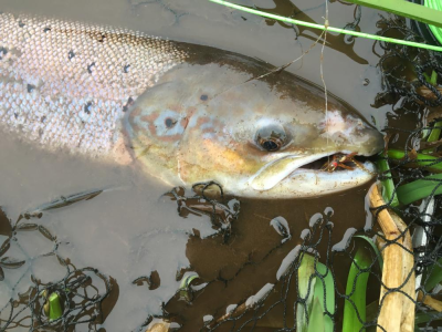Ythan Salmon