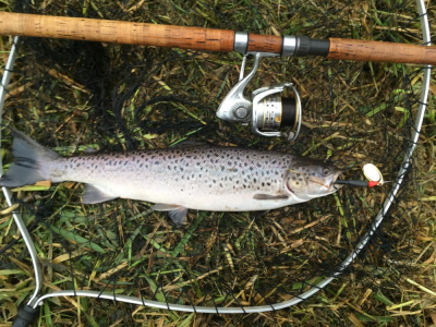 September Sea trout 2017
