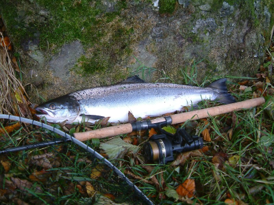 My first salmon