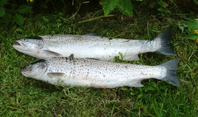 ugie seatrout