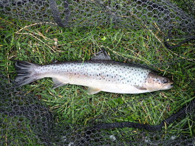 october trout