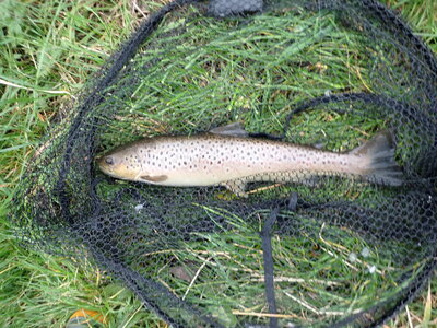 october seatrout