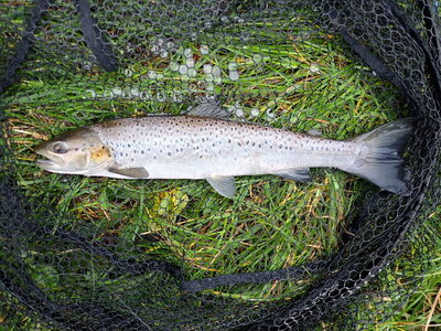 october seatrout