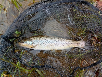 April trout