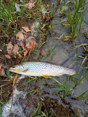 April trout