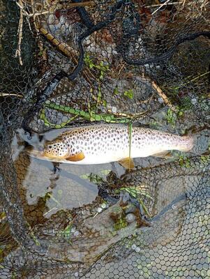 April trout