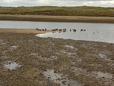 Ythan estuary