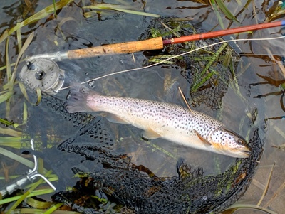 April Don trout