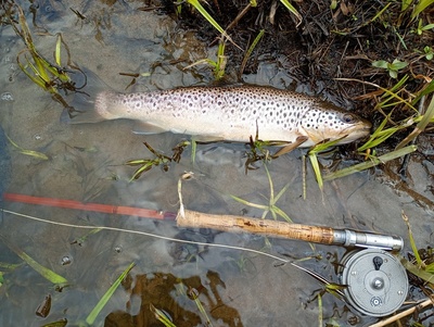 April Don trout