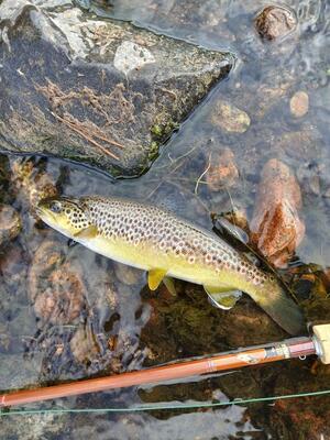 September trout