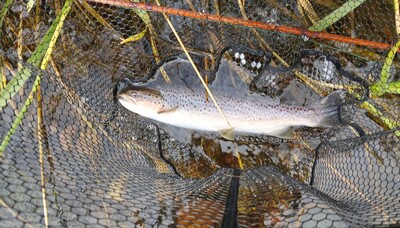 September seatrout