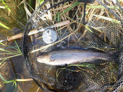 Sept seatrout