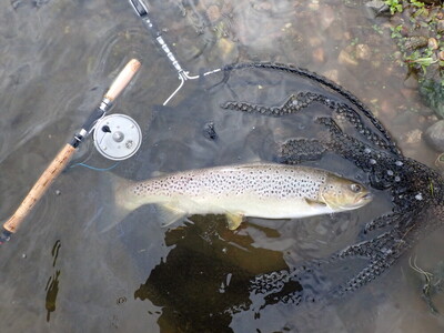 Sept seatrout