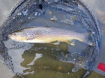 Sept seatrout