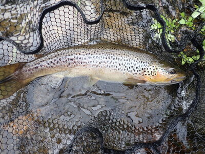 sept trout