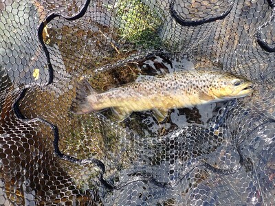 ythan seatrout
