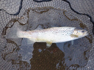 ythan seatrout
