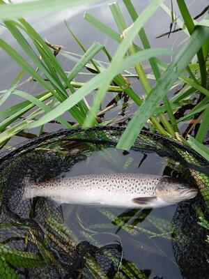 july seatrout