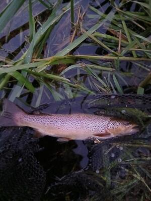 july brown trout