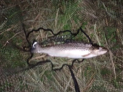 july seatrout