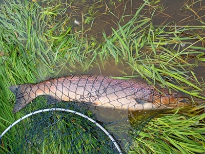 Sept hen fish.jpg