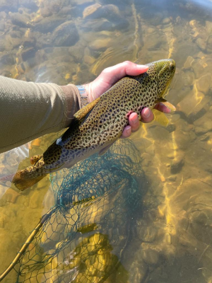 Brown Trout2