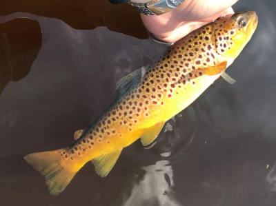 Toftingall Brown Trout