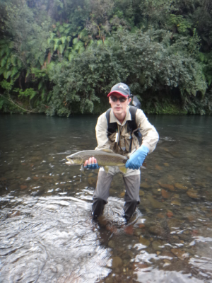 Taupo trout