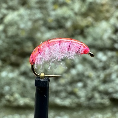 Pink CDC Shrimp