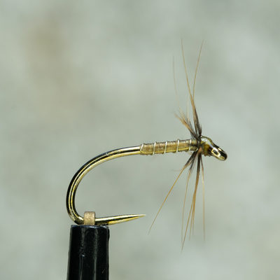 Greenwell Spider