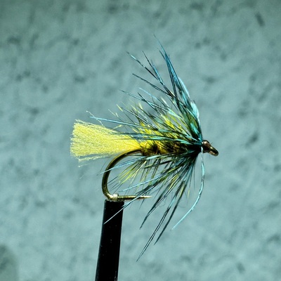 Blue pheasant rump wet