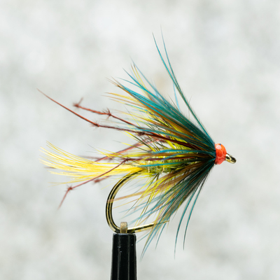 Olive yellow blue leggy wet