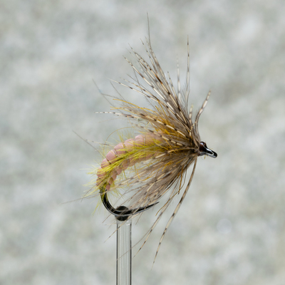 NR pupa