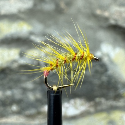 Yellow olive snatcher