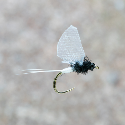 Caenis spinner