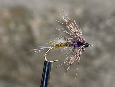 Olive and purple wet with tail