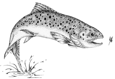 Sandy Trout Art
