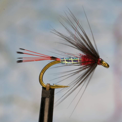 Blue Pearl and Red Wingless Wet