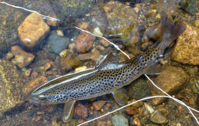 Trout from the Upper Don
