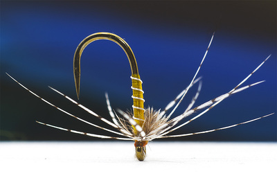 Yellow & Partridge Spider