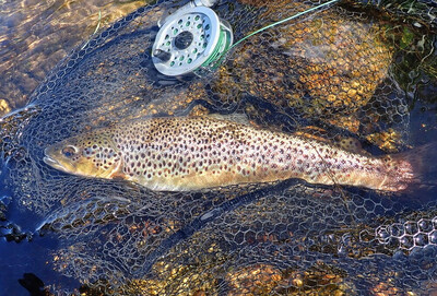May trout