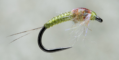 Olive Nymph