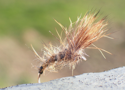 Scruffy Emerger