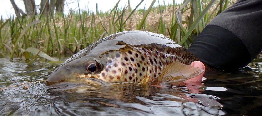 River Don Brown Trout River Don Brown Trout