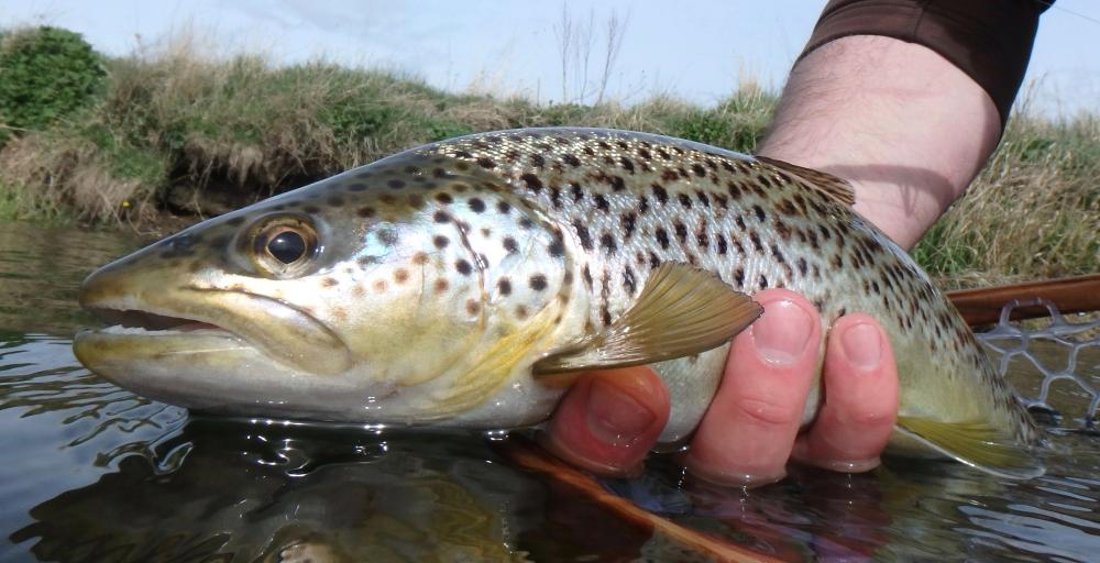 Inverurie River Don Brown Trout