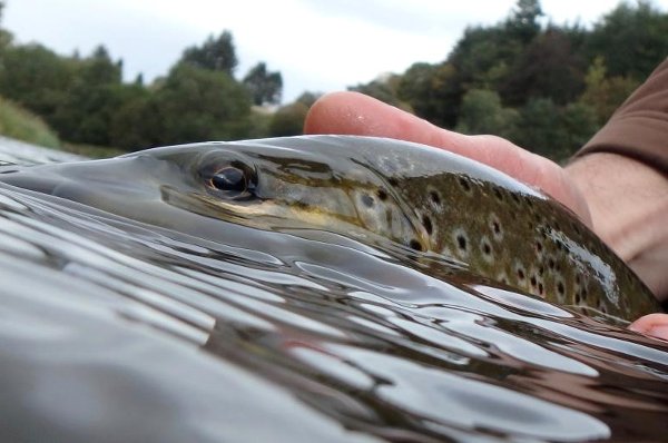 River Don Brown Trout