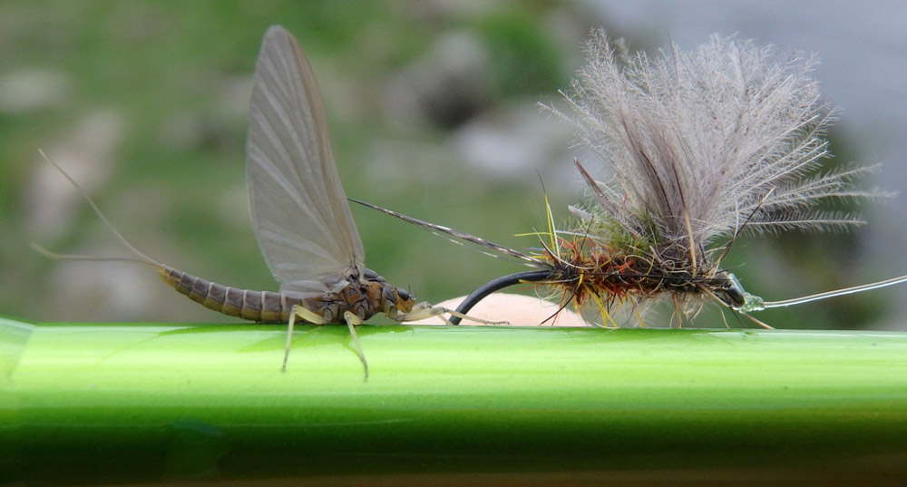 Natural flies of the River Don