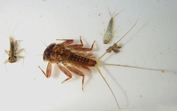Nymphs of the River Don