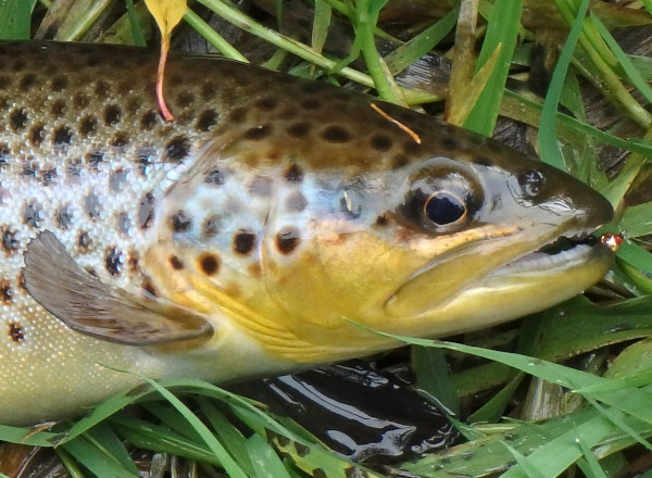 Nymphs